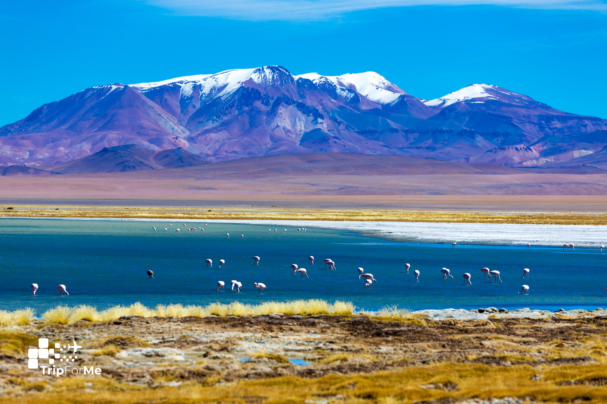 Deserto do Atacama com Flamingos Selvagens